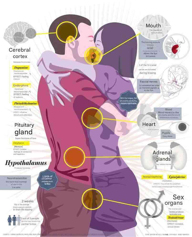 Our bodies when we kiss someone 1