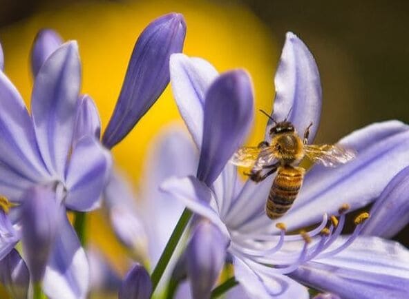 The Flower and the Bee