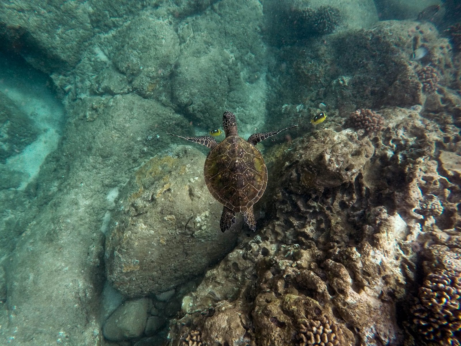 beautiful closeup shot large turtle swimming underwater ocean scaled 1